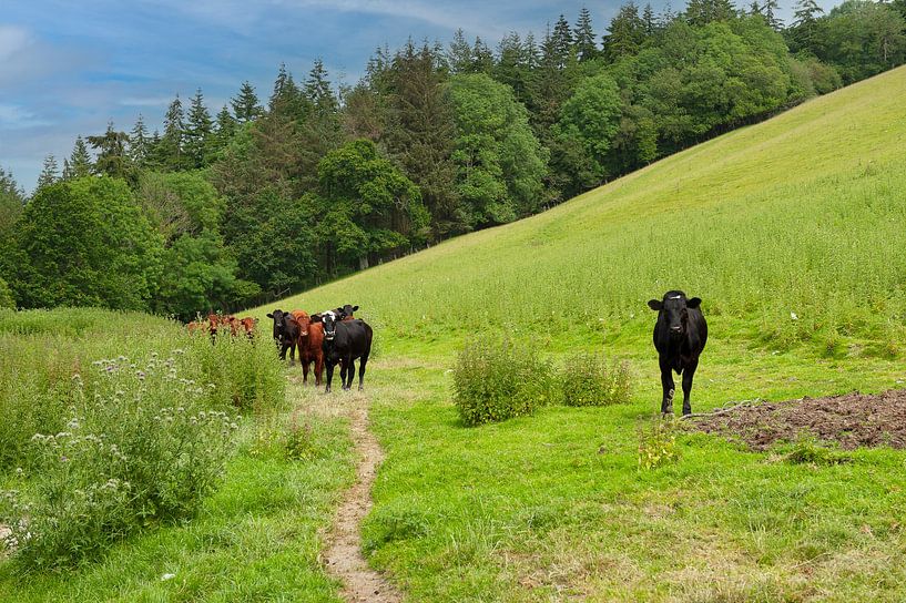 Wales Kühe auf der Weide neugierig von Rene du Chatenier