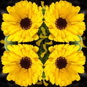 Ringelblume -  Tropfenbild