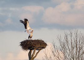 Paarungstanz Störche von Vladimir Fotografie