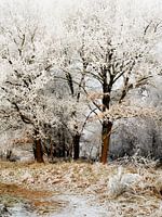 WINTERLANDSCHAFT