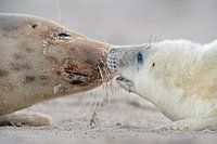 Grey Seal parent with puppy on beach in Wadden Sea in winter