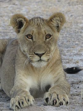 Curious lion cub