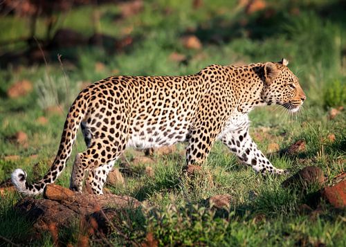 Leopard walking through the landscape