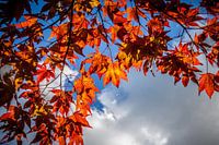 Herfstkleuren