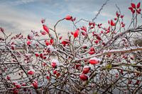 Hagebutten die schönen leuchtend roten Beeren mit einer Schicht bedeckt