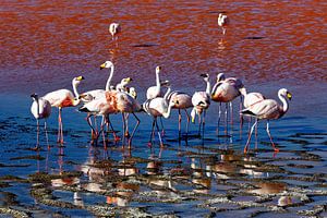 Die Flamingos der Laguna Colorada
