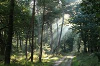 Licht in het bos
