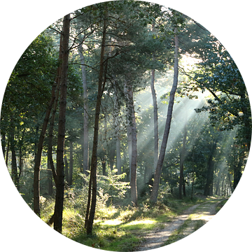 Licht in het bos van Jan Katsman