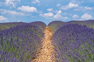 Lavendelblüte in der Provence an einem Sommertag