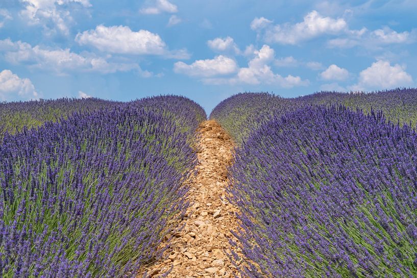 Lavender blossoming in the Provence during a summer day by Sjoerd van der Wal Photography