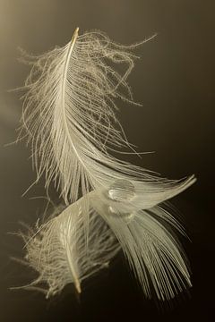 Peace and calm: A drop resting on a feather by Marjolijn van den Berg