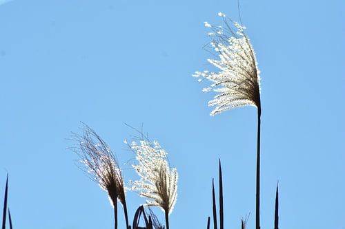 rietstengels tegen licht
