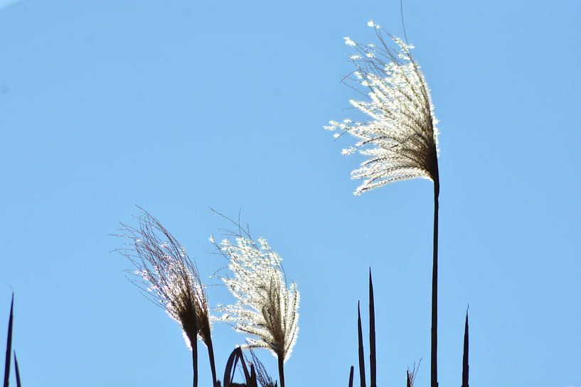 reeds against light by Eveline De Brabandere