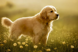 Golden Retriever-Welpe Art Illustration