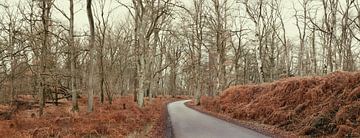 Panoramic forest road with birches