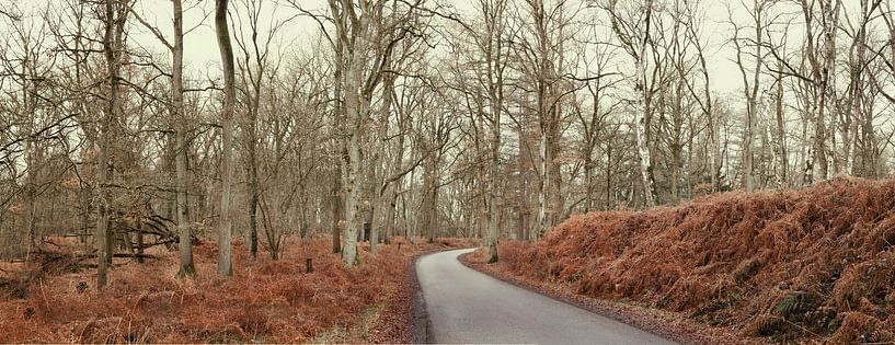 Panoramic forest road with birches by Ideasonthefloor