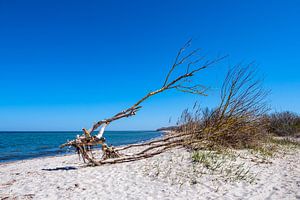 Baumstamm an der Küste der Ostsee auf der Insel Poel