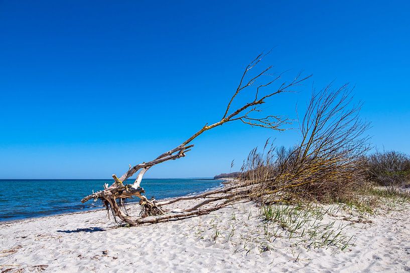 Tronc d'arbre sur la côte de la mer Baltique sur l'île de Poel par Rico Ködder