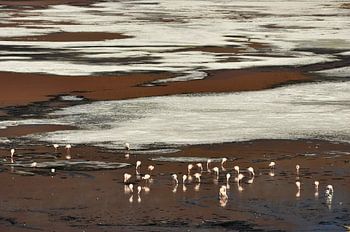 Flamants roses à la Laguna Colorada, Bolivie
