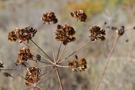 Goldbraune, filigrane Wildblüten auf dem Fischerweg nach Burgau - Algarve von Silva Wischeropp