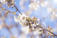 Frühlingsblüte 