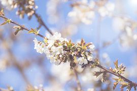 Spring Blossom  by Elbertsen Fotografie