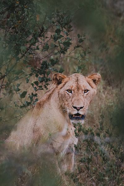 Jeune lion mâle, parc Kruger par Mirthe Kraus