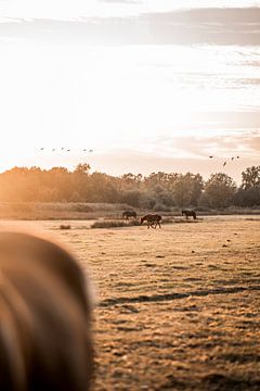 Horses in Golden Light Rest in the Meadow by Femke Ketelaar