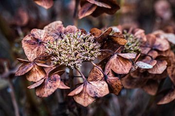 Hortensie von Rob Boon