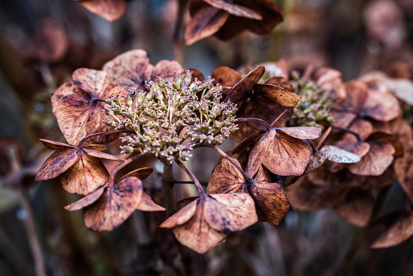 Hydrangea by Rob Boon