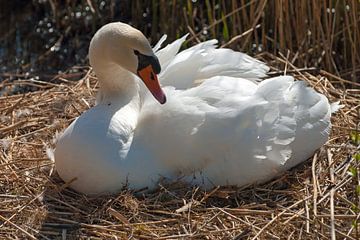 Hatching Swan by Bob de Bruin