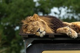 Nach getaner Arbeit ist es gut, sich auszuruhen. von Wouter Van der Zwan