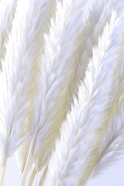 Durchsichtige von Imperial Art House