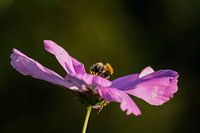 Bij in bloem