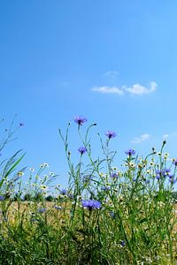 veldbloemen