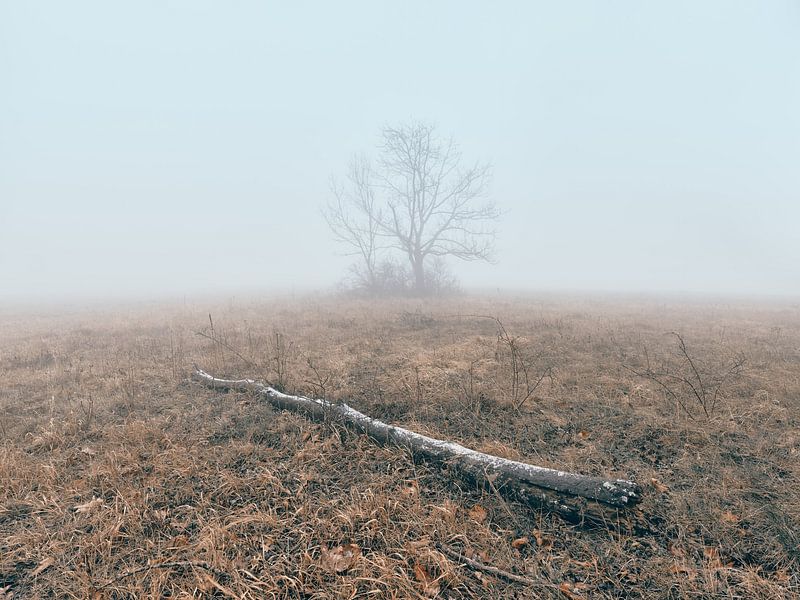 Mystieke januarimorgen op de Hornberg van Max Schiefele