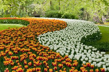 Tulpenveld in de Keukenhof van Tamara Witjes