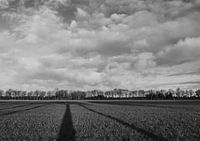 Wide view of the landscape. Black and white view of the meadow. With long shade of the trees.