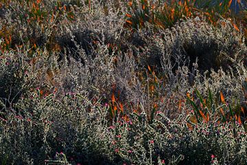 GRASSES 5 by Miroslav Ptacek
