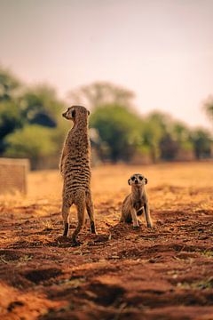 Meerkat with offspring looking around by Patrick Groß