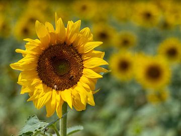 Sonnenblume von Hillebrand Breuker