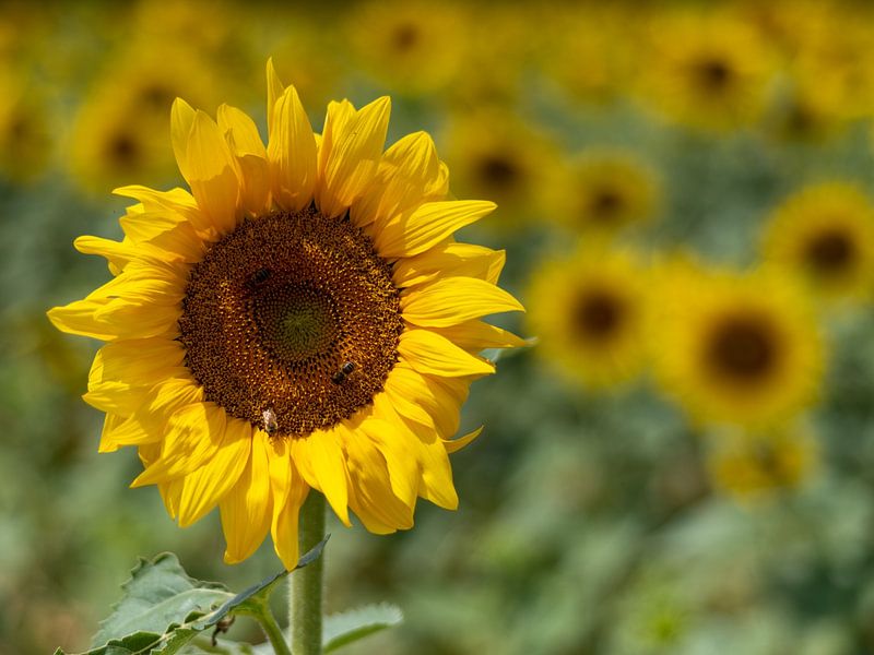 sunflower by Hillebrand Breuker