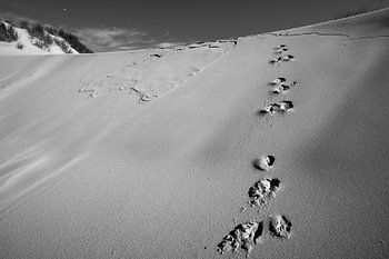 Sporen Duinen Ameland Oerd