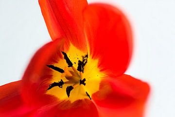 Hart van een rode tulp van Wim Stolwerk