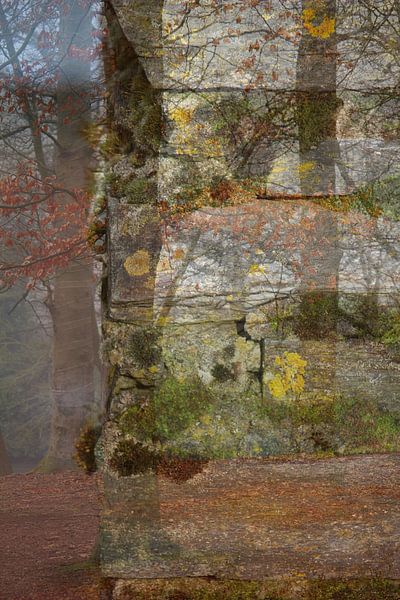 Moos im Wald #1 von Art. by Janine