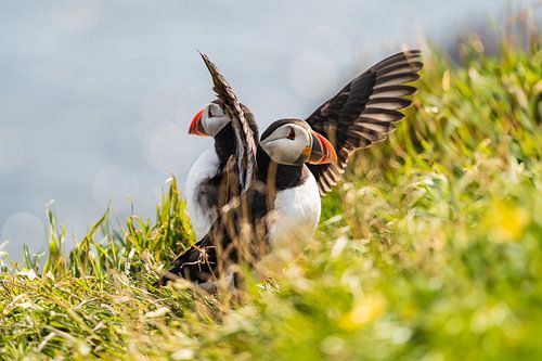 Puffins