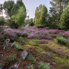 La lande de Lunebourg sur Marc-Sven Kirsch