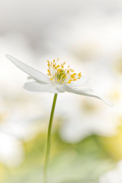 Tall and slender anemone by Foto A de Jong