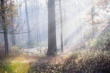 Sun beams the Zeister woods! by Peter Haastrecht, van