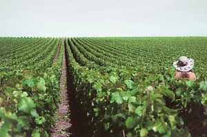 Une femme dans les vignes